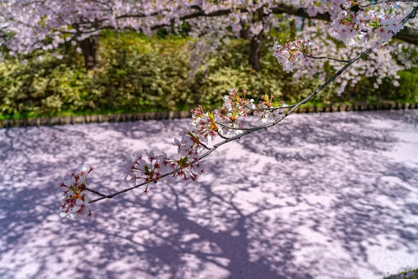 Hirosaki cidade cereja flor matsuri. Céu azul claro primavera dia ensolarado. Pleno florescer árvores flores rosa começando a cair, Hanaikada pétalas jangada no fosso exterior. Prefeitura de Aomori, Região de Tohoku, Japão — Fotografia de Stock
