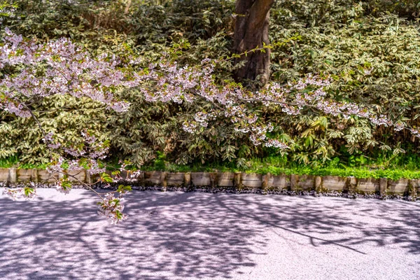 Hirosaki şehrinin kiraz çiçekli matsurisi. Açık mavi gökyüzü ilkbahar güneşli bir gün. Tam çiçeklenme ağaçları pembe çiçekler düşmeye başlıyor. Hendeğin dışında Hanaikada taç yaprakları salı. Aomori Bölgesi, Tohoku Bölgesi, Japonya — Stok fotoğraf