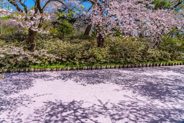 Hirosaki city cherry blossom matsuri. Clear blue sky springtime sunny day. Full bloom trees pink flowers starting to fall, Hanaikada petals raft at outer moat. Aomori Prefecture, Tohoku Region, Japan — 스톡 사진