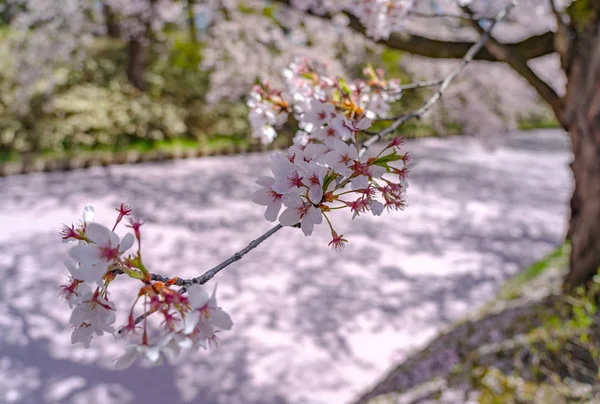 Hirosaki city cherry blossom matsuri. Clear blue sky springtime sunny day. Full bloom trees pink flowers starting to fall, Hanaikada petals raft at outer moat. Aomori Prefecture, Tohoku Region, Japan — 스톡 사진