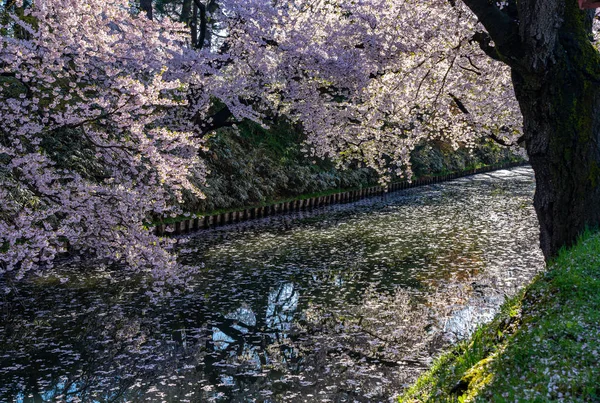 Hirosaki city cherry blossom matsuri. Cielo azul claro primavera día soleado. Árboles llenos de flores rosas que comienzan a caer, pétalos Hanaikada balsa en el foso exterior. Prefectura de Aomori, Región de Tohoku, Japón — Foto de Stock