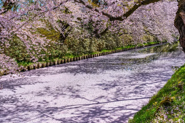 Miasto Hirosaki kwitnące wiśnie matsuri. Czyste błękitne niebo wiosenny słoneczny dzień. Drzewa pełne kwiatów różowe kwiaty zaczynają spadać, płatki Hanaikada tratwa na zewnętrznej fosy. Prefektura Aomori, obwód tohoku, Japonia — Zdjęcie stockowe