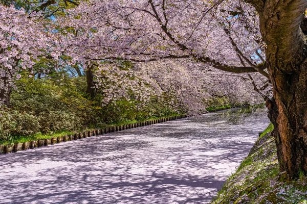 Hirosaki city cherry blossom matsuri. Clear blue sky springtime sunny day. Full bloom trees pink flowers starting to fall, Hanaikada petals raft at outer moat. Aomori Prefecture, Tohoku Region, Japan — Stock Photo, Image