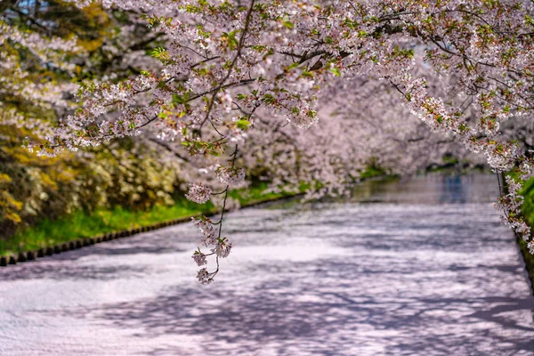 Hirosaki city cherry blossom matsuri. Chiaro cielo blu primavera giornata di sole. Pieni alberi fioriti fiori rosa che iniziano a cadere, Hanaikada petali zattera al fossato esterno. Prefettura di Aomori, Regione di Tohoku, Giappone — Foto Stock