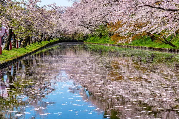 弘前市桜まつり。晴れた青い空の春の晴れた日。満開のピンク色の花が咲き始め、外濠には花柳田花びらが描かれている。青森県東北地方 — ストック写真
