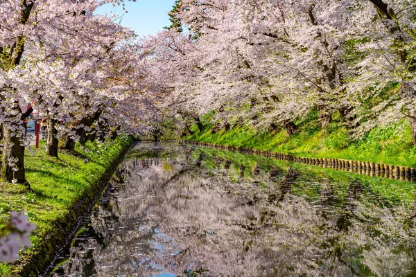 Hirosaki city cherry blossom matsuri. Clear blue sky springtime sunny day. Full bloom trees pink flowers starting to fall, Hanaikada petals raft at outer moat. Aomori Prefecture, Tohoku Region, Japan — Stock Photo, Image