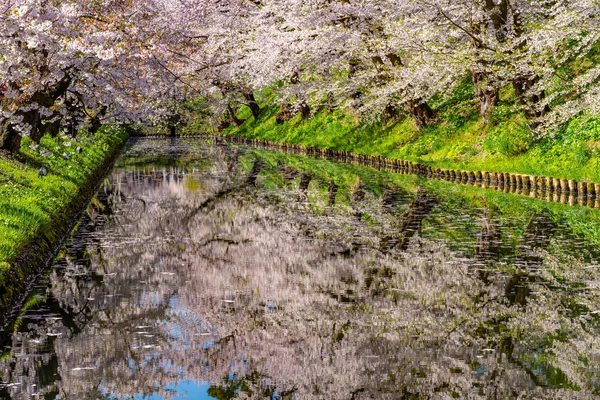 Hirosaki stad körsbär blomma matsuri. Klar blå himmel våren solig dag. Full blom träd rosa blommor börjar falla, Hanaikada kronblad flotte vid yttre vallgraven. Aomori prefektur, Tohoku-regionen, Japan — Stockfoto