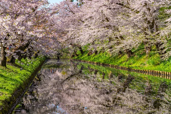 Hirosaki city cherry blossom matsuri. Clear blue sky springtime sunny day. Full bloom trees pink flowers starting to fall, Hanaikada petals raft at outer moat. Aomori Prefecture, Tohoku Region, Japan — Stock Photo, Image