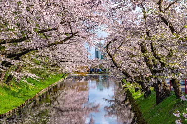 Hirosaki stad körsbär blomma matsuri. Klar blå himmel våren solig dag. Full blom träd rosa blommor börjar falla, Hanaikada kronblad flotte vid yttre vallgraven. Aomori prefektur, Tohoku-regionen, Japan — Stockfoto