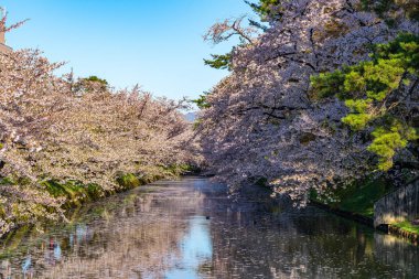 Hirosaki şehrinin kiraz çiçekli matsurisi. Açık mavi gökyüzü ilkbahar güneşli bir gün. Tam çiçeklenme ağaçları pembe çiçekler düşmeye başlıyor. Hendeğin dışında Hanaikada taç yaprakları salı. Aomori Bölgesi, Tohoku Bölgesi, Japonya