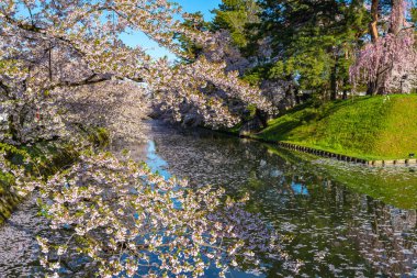 Hirosaki şehrinin kiraz çiçekli matsurisi. Açık mavi gökyüzü ilkbahar güneşli bir gün. Tam çiçeklenme ağaçları pembe çiçekler düşmeye başlıyor. Hendeğin dışında Hanaikada taç yaprakları salı. Aomori Bölgesi, Tohoku Bölgesi, Japonya