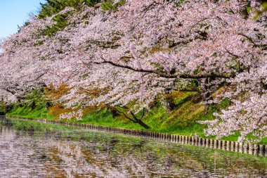 Hirosaki şehrinin kiraz çiçekli matsurisi. Açık mavi gökyüzü ilkbahar güneşli bir gün. Tam çiçeklenme ağaçları pembe çiçekler düşmeye başlıyor. Hendeğin dışında Hanaikada taç yaprakları salı. Aomori Bölgesi, Tohoku Bölgesi, Japonya