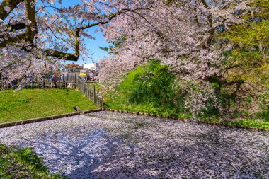 Hirosaki şehrinin kiraz çiçekli matsurisi. Açık mavi gökyüzü ilkbahar güneşli bir gün. Tam çiçeklenme ağaçları pembe çiçekler düşmeye başlıyor. Hendeğin dışında Hanaikada taç yaprakları salı. Aomori Bölgesi, Tohoku Bölgesi, Japonya