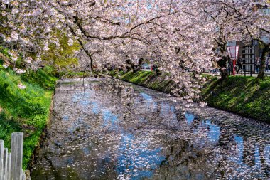 Hirosaki şehrinin kiraz çiçekli matsurisi. Açık mavi gökyüzü ilkbahar güneşli bir gün. Tam çiçeklenme ağaçları pembe çiçekler düşmeye başlıyor. Hendeğin dışında Hanaikada taç yaprakları salı. Aomori Bölgesi, Tohoku Bölgesi, Japonya