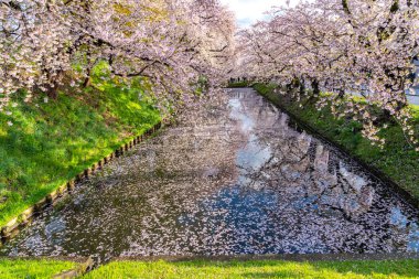 Hirosaki şehrinin kiraz çiçekli matsurisi. Açık mavi gökyüzü ilkbahar güneşli bir gün. Tam çiçeklenme ağaçları pembe çiçekler düşmeye başlıyor. Hendeğin dışında Hanaikada taç yaprakları salı. Aomori Bölgesi, Tohoku Bölgesi, Japonya