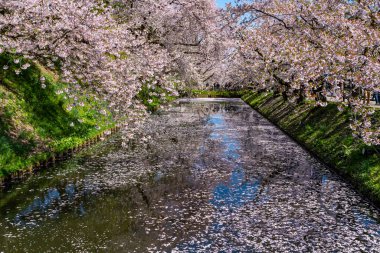Hirosaki şehrinin kiraz çiçekli matsurisi. Açık mavi gökyüzü ilkbahar güneşli bir gün. Tam çiçeklenme ağaçları pembe çiçekler düşmeye başlıyor. Hendeğin dışında Hanaikada taç yaprakları salı. Aomori Bölgesi, Tohoku Bölgesi, Japonya