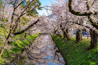 Hirosaki şehrinin kiraz çiçekli matsurisi. Açık mavi gökyüzü ilkbahar güneşli bir gün. Tam çiçeklenme ağaçları pembe çiçekler düşmeye başlıyor. Hendeğin dışında Hanaikada taç yaprakları salı. Aomori Bölgesi, Tohoku Bölgesi, Japonya