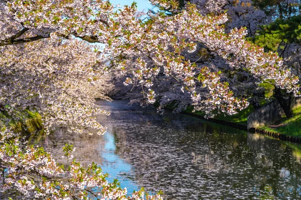 Hirosaki city cherry blossom matsuri. Clear blue sky springtime sunny day. Full bloom trees pink flowers starting to fall, Hanaikada petals raft at outer moat. Aomori Prefecture, Tohoku Region, Japan — Stock Photo, Image