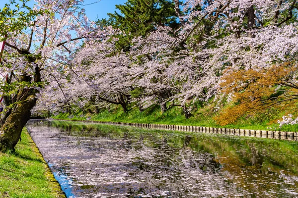 弘前市桜まつり。晴れた青い空の春の晴れた日。満開のピンク色の花が咲き始め、外濠には花柳田花びらが描かれている。青森県東北地方 — ストック写真