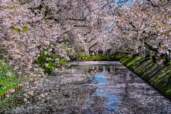 Hirosaki ville fleur de cerisier matsuri. ciel bleu clair printemps journée ensoleillée. Pleins arbres à fleurs fleurs roses commencent à tomber, Hanaikada pétales radeau à fossés extérieurs. Préfecture d'Aomori, région de Tohoku, Japon — Photo