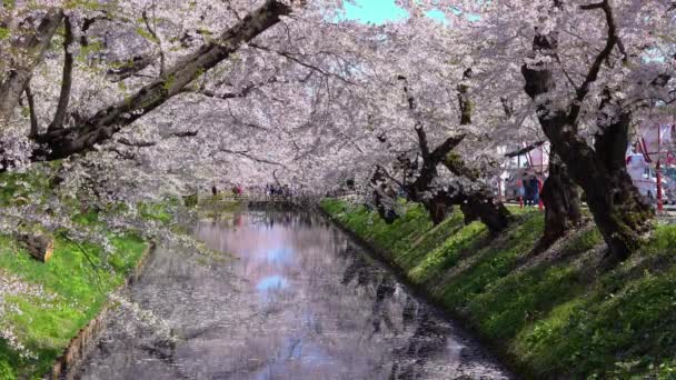 Hirosaki park körsbär blommar matsuri festival på våren säsong vacker morgon dag. Skönhet full blom rosa sakura blommor vid yttre vallgraven. Aomori län, Tohoku region, Japan - 24 april 2019 — Stockvideo