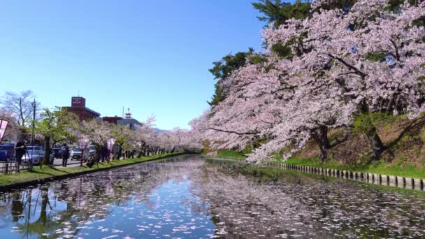 Parque Hirosaki flores de cerezo matsuri festival en primavera temporada hermoso día de la mañana. Belleza flor completa flores de sakura rosa en el foso exterior. Prefectura de Aomori, Región de Tohoku, Japón - 24 de abril de 2019 — Vídeos de Stock