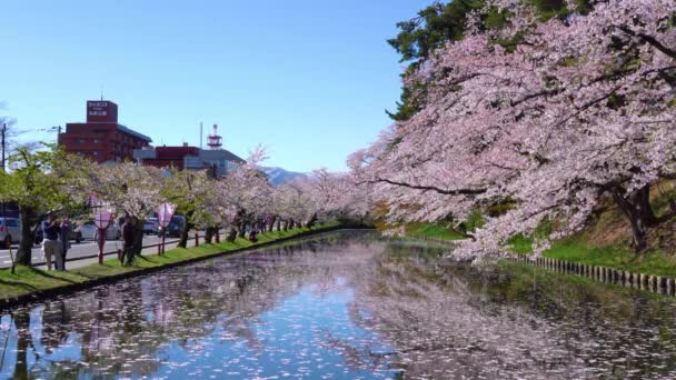 สวนสาธารณะฮิโรซากิ เทศกาลดอกซากุระในฤดูใบไม้ผลิ วันเช้าที่สวยงาม ดอกซากุระสีชมพูบานสะพรั่งที่คูน้ําด้านนอก จังหวัดอาโอโมริ, ภูมิภาคโทโฮคุ, ญี่ปุ่น - 24 เมษายน 2019 — วีดีโอสต็อก