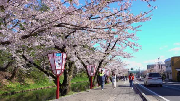 Hirosaki park cherry blossoms matsuri festival in springtime sunny day morning. Visitors enjoy beauty full bloom pink flowers at outer moat. Aomori Prefecture, Tohoku Region, Japan - April 24, 2019 — Stock Video
