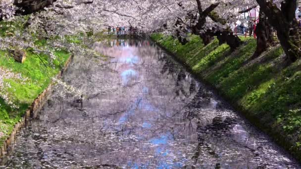 Hirosaki park cherry blossoms matsuri festival in springtime season beautiful morning day. Beauty full bloom pink sakura flowers at outer moat. Aomori Prefecture, Tohoku Region, Japan - April 24, 2019 — Stock Video