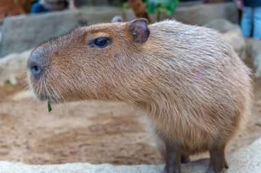 Güneşli bir günde doğal parktaki Capybara