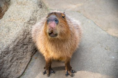 Güneşli bir günde doğal parktaki Capybara
