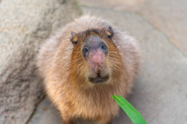 Güneşli bir günde doğal parktaki Capybara