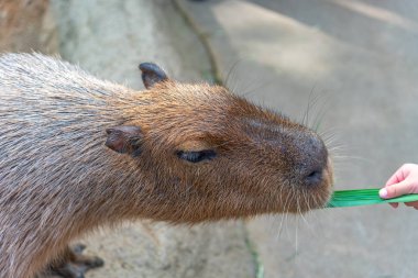 Güneşli bir günde doğal parktaki Capybara