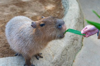 Güneşli bir günde doğal parktaki Capybara