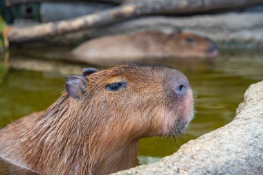 Güneşli bir günde doğal parktaki Capybara