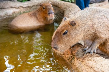 Güneşli bir günde doğal parktaki Capybara