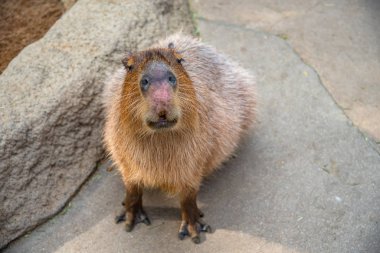 Güneşli bir günde doğal parktaki Capybara