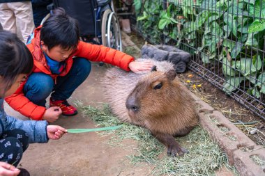 Kobe Şehri, Hyogo Bölgesi, Japonya - 27 Ocak 2020: Kobe Hayvan Krallığı Parkı 'nda Capybara' yı besleyen çocuklar