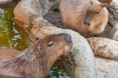 Güneşli bir günde doğal parktaki Capybara