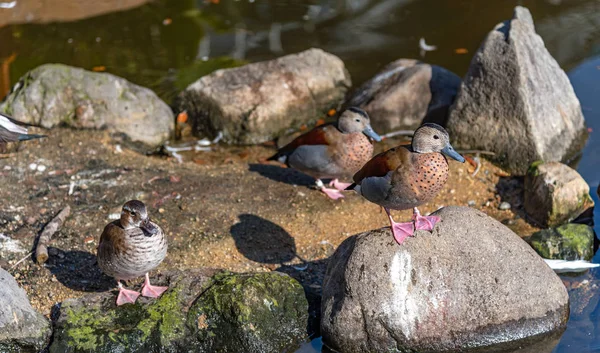 Krickente in natürlichen Wäldern bei sonnigem Tag — Stockfoto