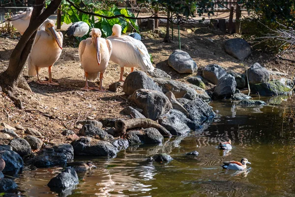 Wilde Tiere in natürlichen Wäldern an sonnigen Tagen. Weißpelikan und Krickente — Stockfoto