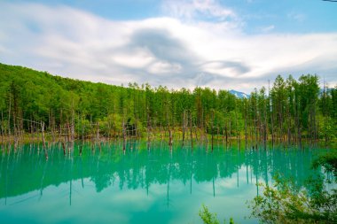 Mavi gölet (Aoiike), açık mavi gökyüzündeki ağacın yansımasıyla güneşli bir günde, Japonya 'nın Biei Town kenti, Hokkaido' da Shirogane Onsen yakınlarındaki çok güzel ve popüler bir manzara noktası.
