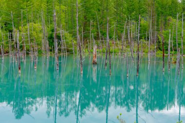 Mavi gölet (Aoiike), açık mavi gökyüzündeki ağacın yansımasıyla güneşli bir günde, Japonya 'nın Biei Town kenti, Hokkaido' da Shirogane Onsen yakınlarındaki çok güzel ve popüler bir manzara noktası.