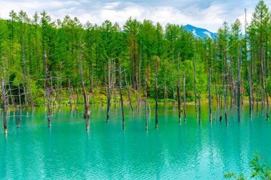Mavi gölet (Aoiike), açık mavi gökyüzündeki ağacın yansımasıyla güneşli bir günde, Japonya 'nın Biei Town kenti, Hokkaido' da Shirogane Onsen yakınlarındaki çok güzel ve popüler bir manzara noktası.
