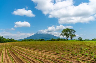 Baharda güneşli bir günde arka planda Yotei Dağı olan iki kiraz ağacı. Niseko Kasabası, Shiribeshi Bölgesi, Hokkaido, Japonya 'da turistik bir eğlence merkezi.