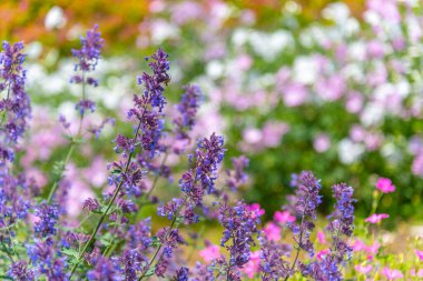 Yakın plan Catnip çiçekleri (Nepeta kataria) yaz güneşli bir günde yumuşak odak bulanık arkaplan
