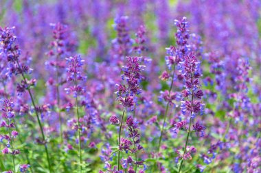 Yakın plan Catnip çiçekleri (Nepeta kataria) yaz güneşli bir günde yumuşak odak bulanık arkaplan