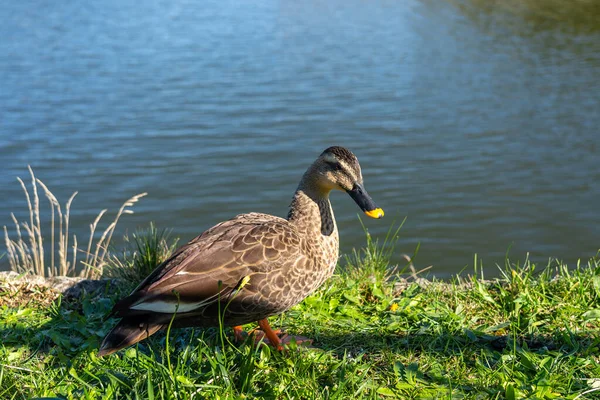 Дикая утка отдыхает на берегу реки в солнечный день — стоковое фото