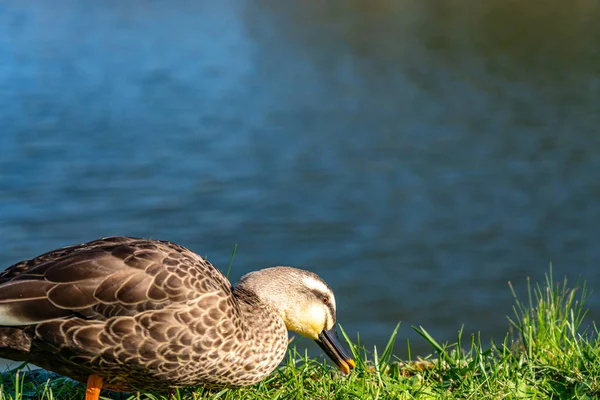 Дикая утка отдыхает на берегу реки в солнечный день — стоковое фото
