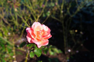 Arka planda bulanık yeşil yapraklı pembe gül çiçeği